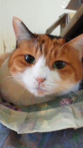 ニャコム