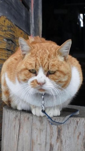 忘れちゃいけない
