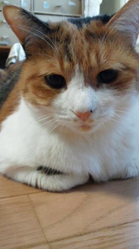 ニャコム