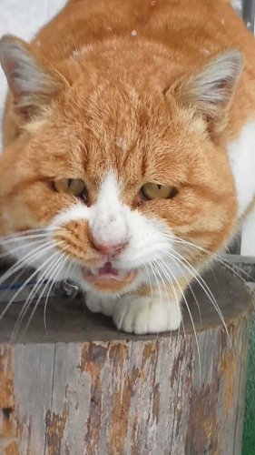 ひもきちさん