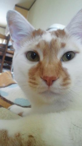 ニャコム