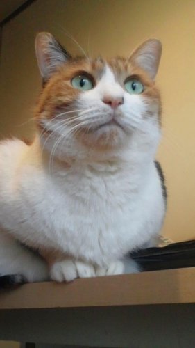 ニャコム