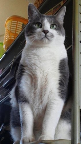 ニャコム