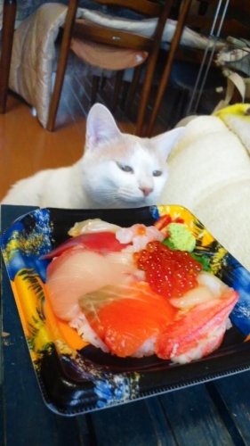 海鮮ちらし