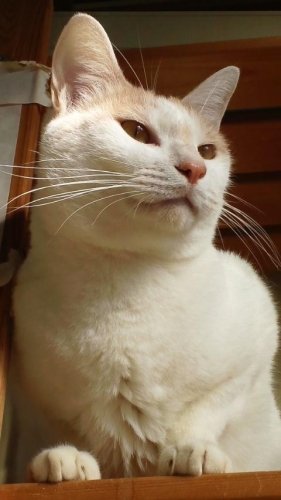 ニャコム