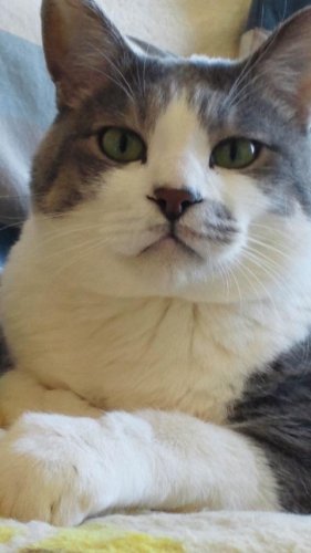 ニャコム