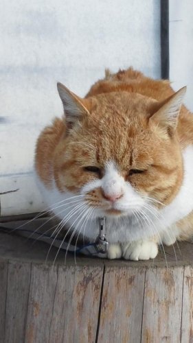 ひもきちさん