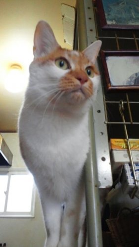 ニャコム