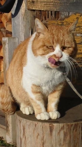 ひもきちさん