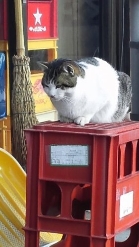 猫酒屋