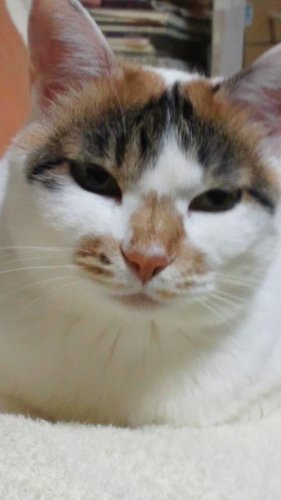 ニャコム
