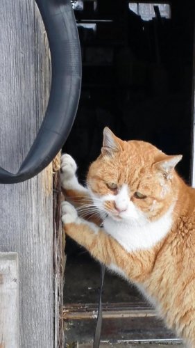 ひもきちさん