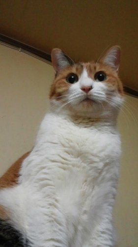 ニャコム