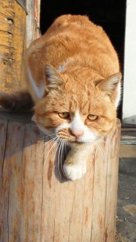 ひもきちさん