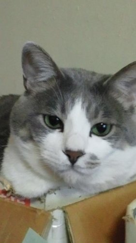 ニャコム