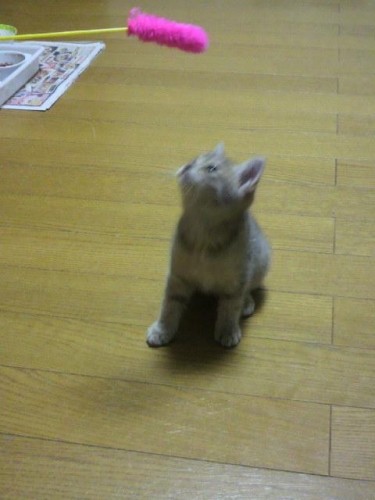 実家にテンテン来る！