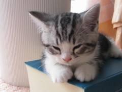 修復ホルモン