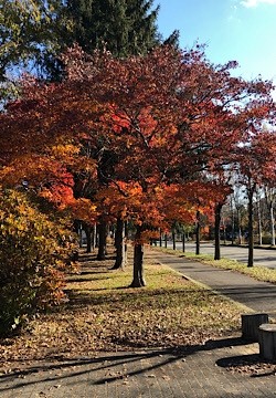 紅葉ウォーキング