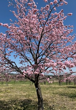 桜