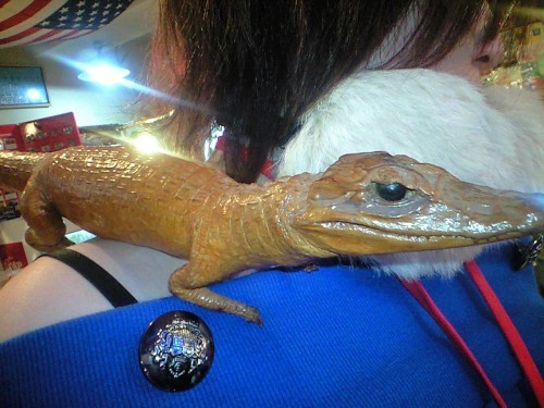 ★[入荷!]小ワニの剥製！？★