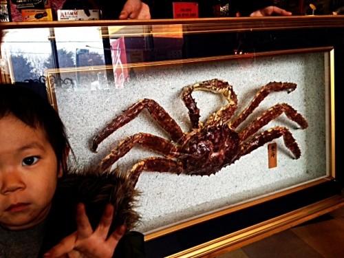 ♪[入荷!]かにの剥製♪゛