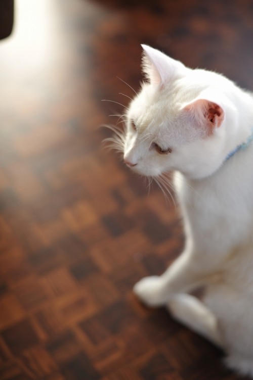cat cafe wishに行ってきました!!!