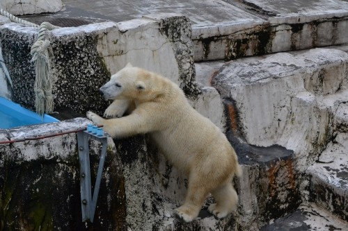 アイラの気になる