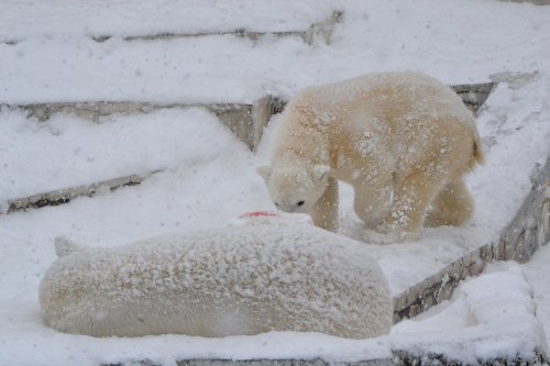 雪