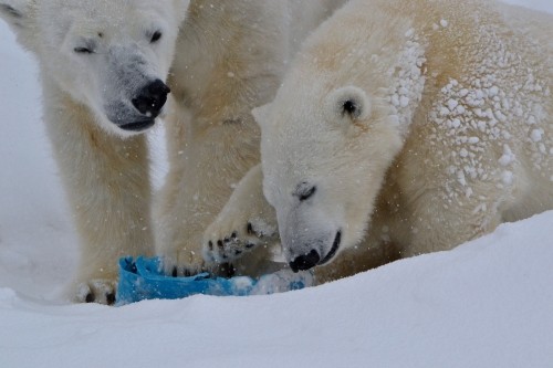 ホッキョクグマの鼻