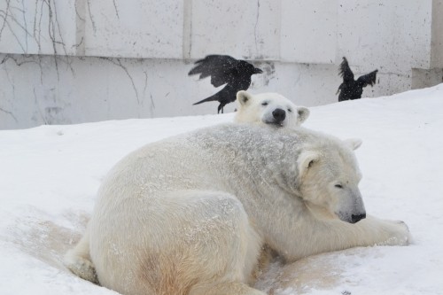 雪で喜ぶ親子