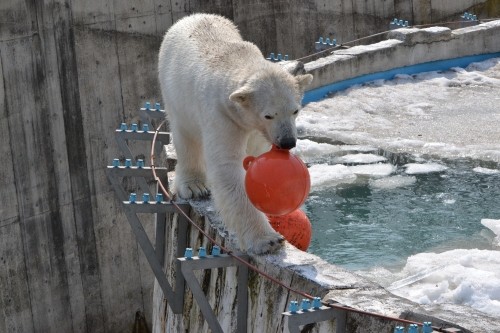 今日も氷のプール