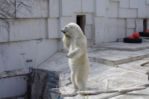 ホッキョクグマガイド
