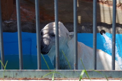またホッキョクグマガイド