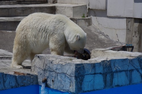 ホッキョクグマガイド ボウル編
