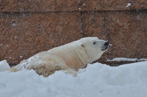 雪とデナリ