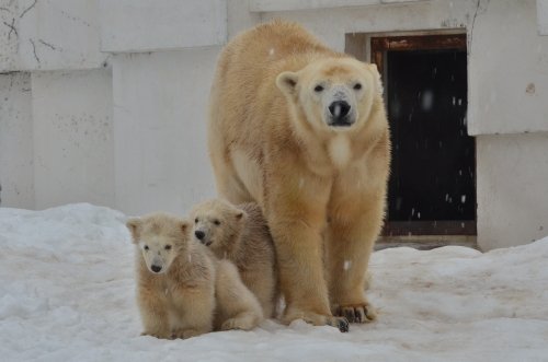 ララと双子の赤ちゃん公開