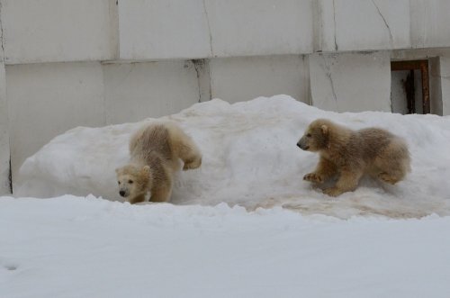 どっちのこぐまもかわいい