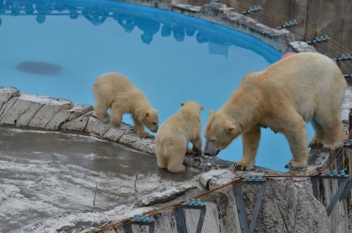 ダイブも上手にできます