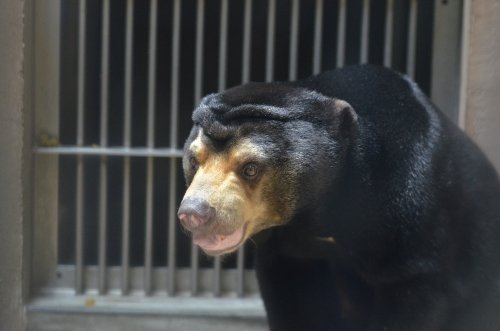 マレーな旅　東山動物園