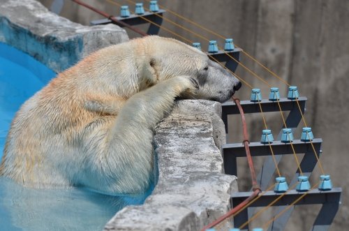 暑くても元気に走ってます