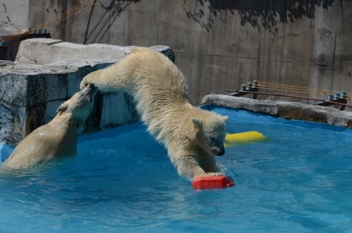 氷の日