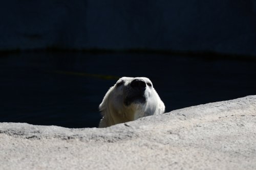 お久しぶりのピリカ