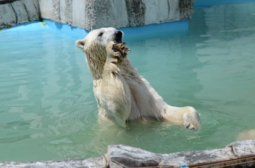 ディナーの残り