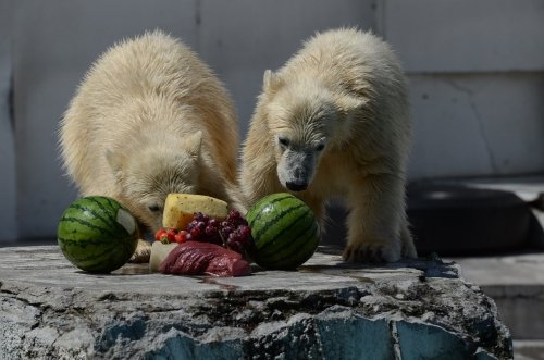ポロロとマルルです