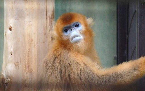 熊本・とくしま・浜松の動物たち