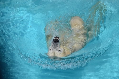 晴天の日のキロル～プール編