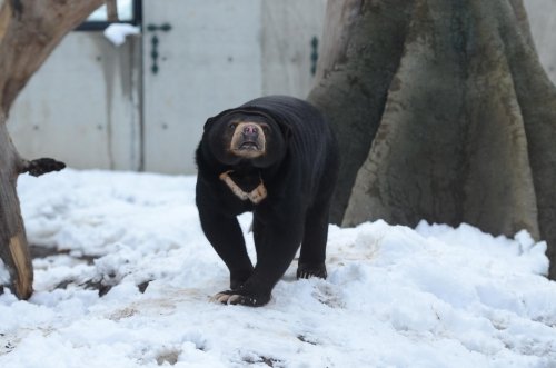 円山はまだ雪多目でした