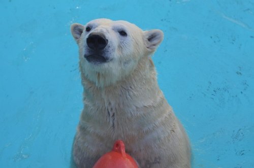 ポーズをとるキロル