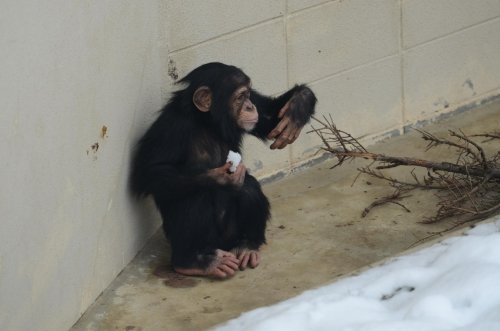 年末の円山動物園