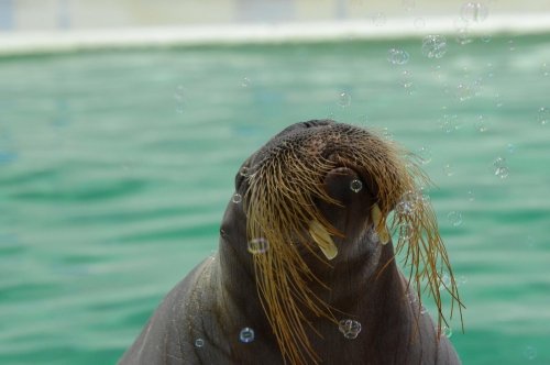 吹雪の日のおたる水族館